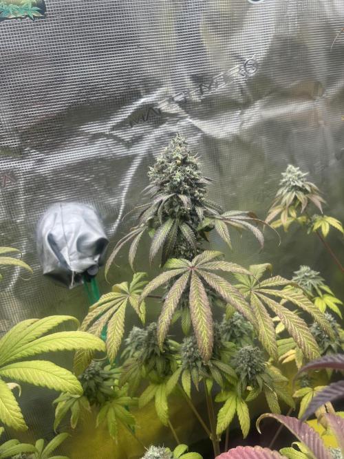 Drizl Pickl. Seedstockers. Week 14