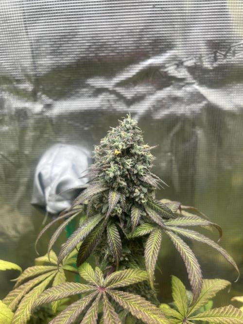 Drizl Pickl. Seedstockers. Week 14