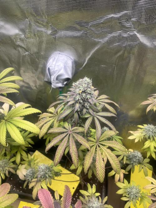 Drizl Pickl. Seedstockers. Week 14