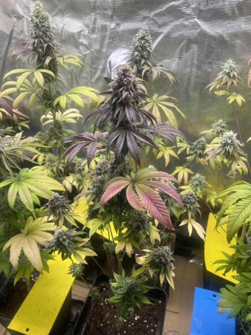Drizl Pickl. Seedstockers. Week 14