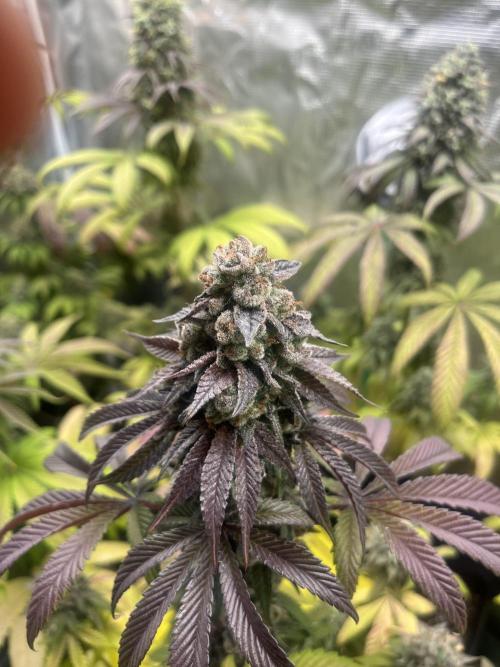 Drizl Pickl. Seedstockers. Week 14