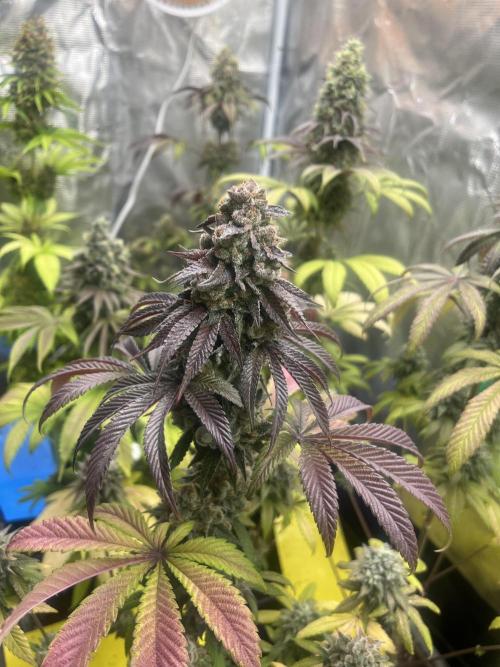 Drizl Pickl. Seedstockers. Week 14