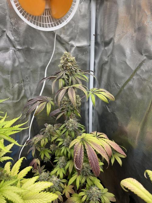 Papayton. Fastbuds. Week 14