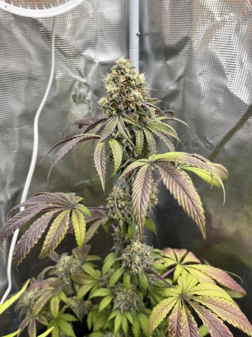 Papayton. Fastbuds. Week 14