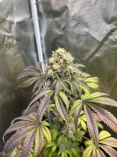 Papayton. Fastbuds. Week 14