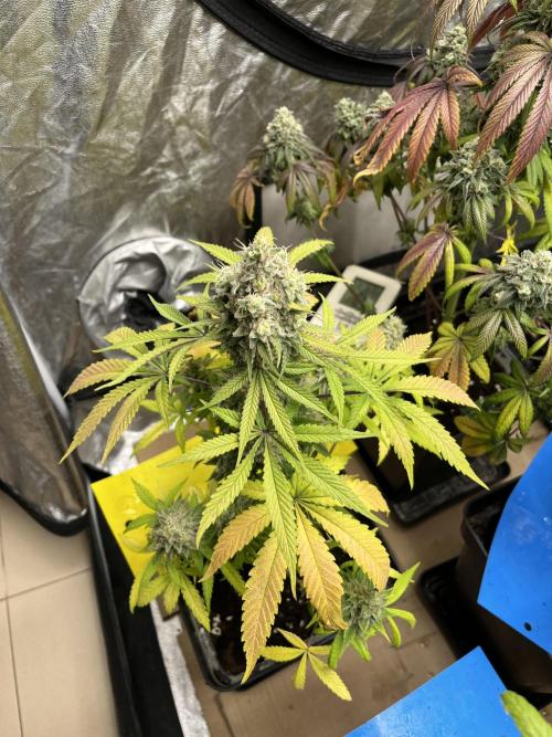 Gomu Gomu Mango. HighBreed. Week 14