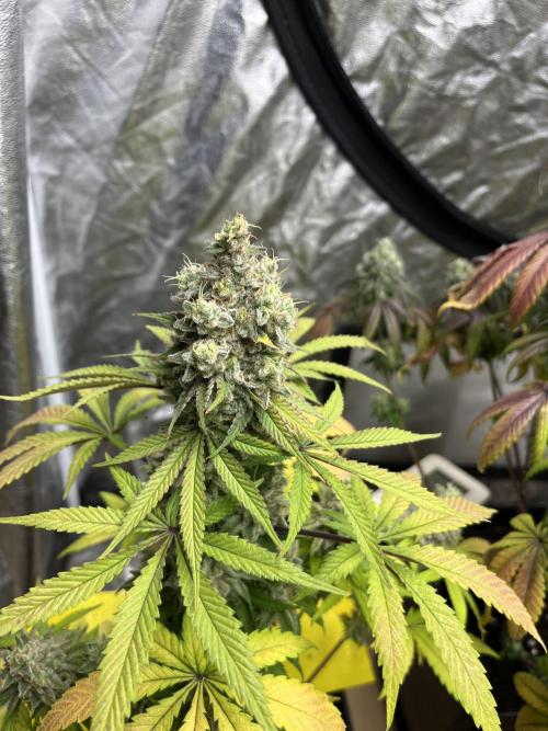 Gomu Gomu Mango. HighBreed. Week 14