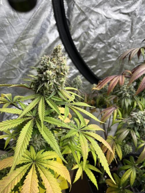 Gomu Gomu Mango. HighBreed. Week 14