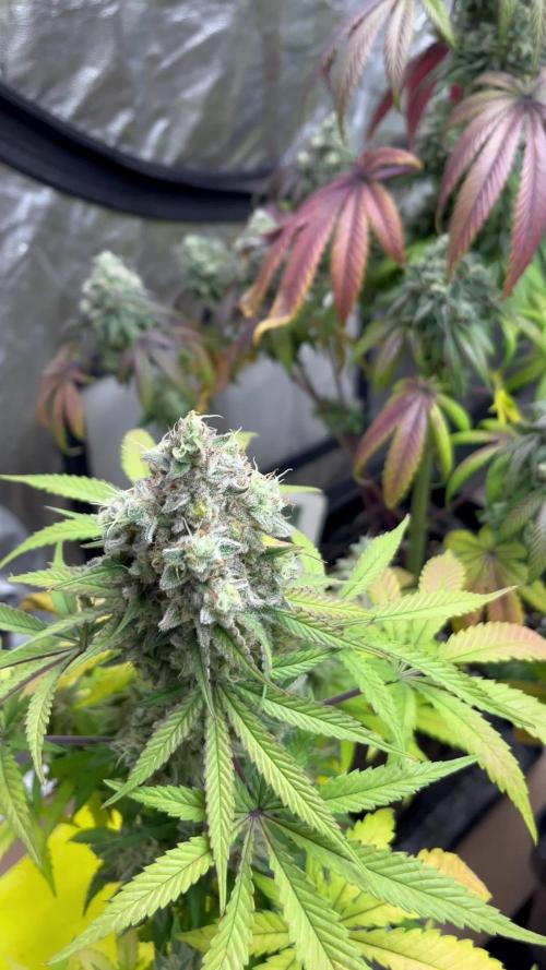 Gomu Gomu Mango. HighBreed