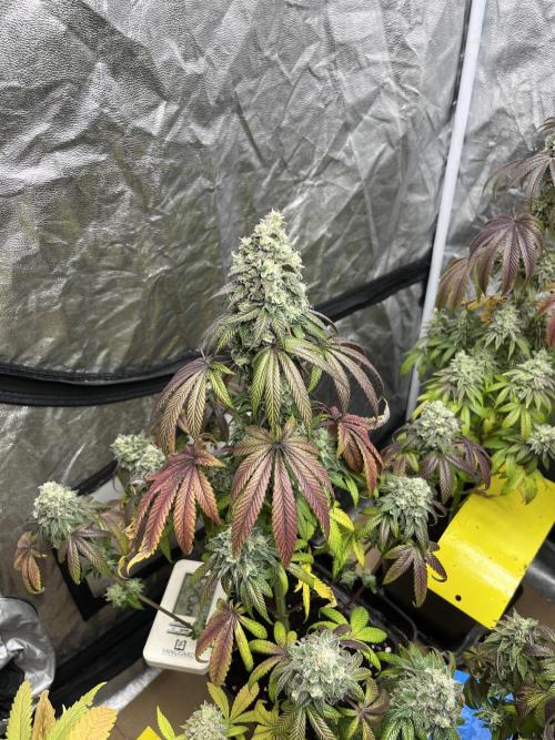 Barcelona Puff. Seedstockers. Week 14
