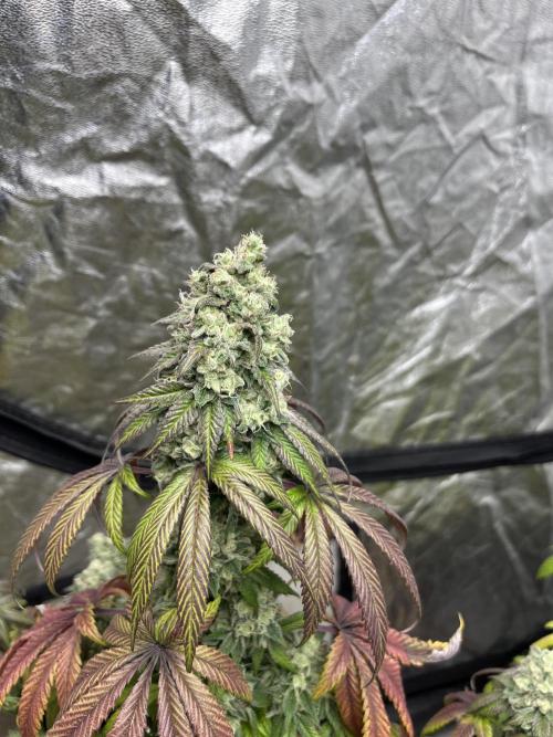 Barcelona Puff. Seedstockers. Week 14