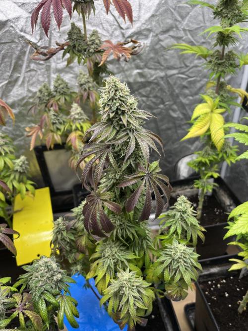 Barcelona Puff. Seedstockers. Week 14