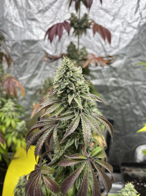 Barcelona Puff. Seedstockers. Week 14