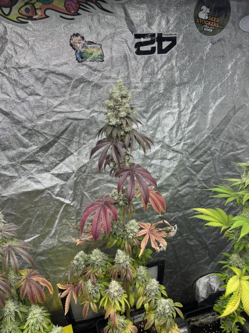 Barcelona Puff. Seedstockers. Week 14