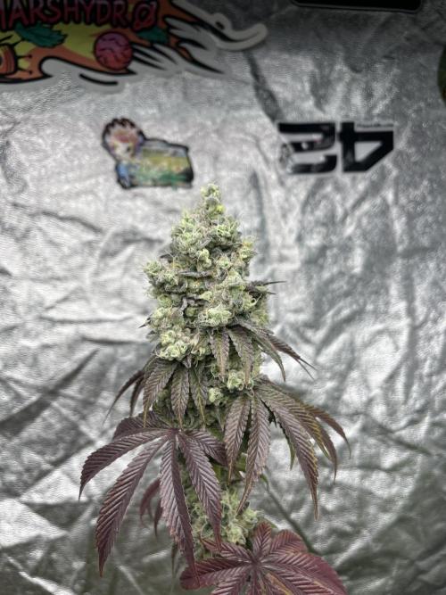 Barcelona Puff. Seedstockers. Week 14