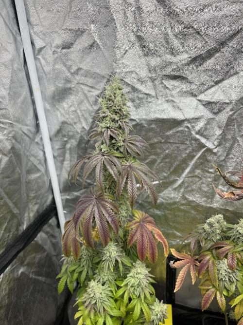 Barcelona Puff. Seedstockers. Week 14