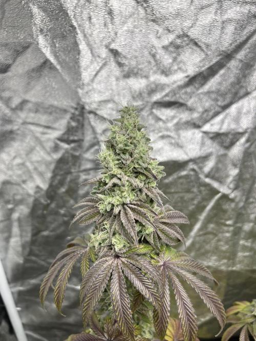 Barcelona Puff. Seedstockers. Week 14
