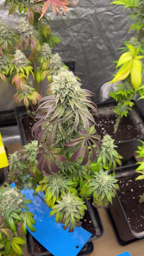 Barcelona Puff. Seedstockers