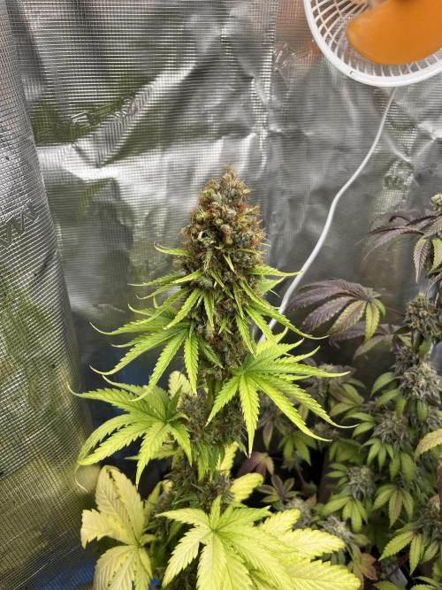 Green Gelato. RoyalQueenSeeds. Week 14