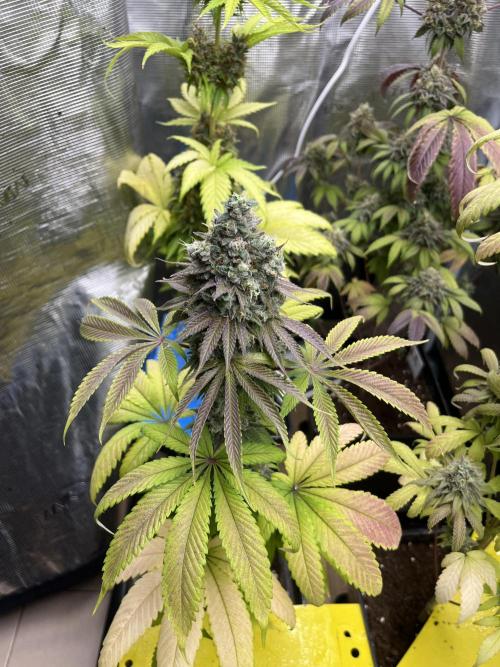 Green Gelato. RoyalQueenSeeds. Week 14