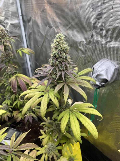 Green Gelato. RoyalQueenSeeds. Week 14
