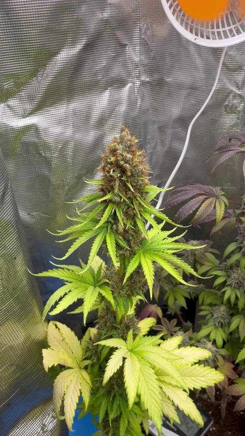 Green Gelato. RoyalQueenSeeds