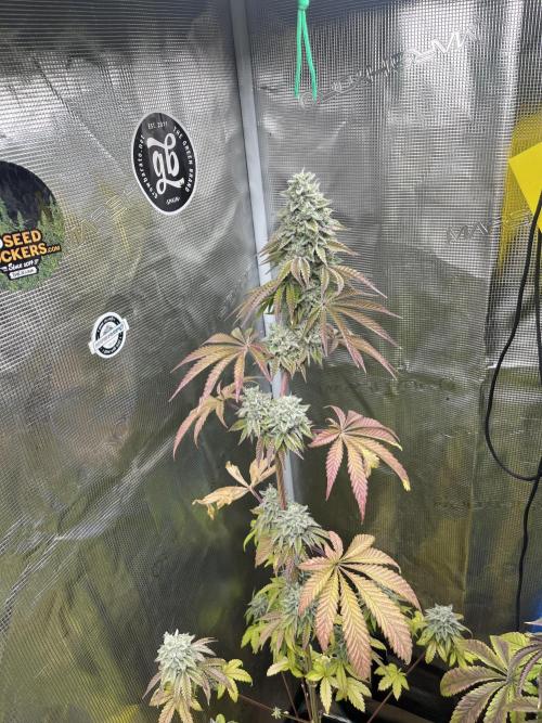 Pink Sunset. Silentseeds. Week 14