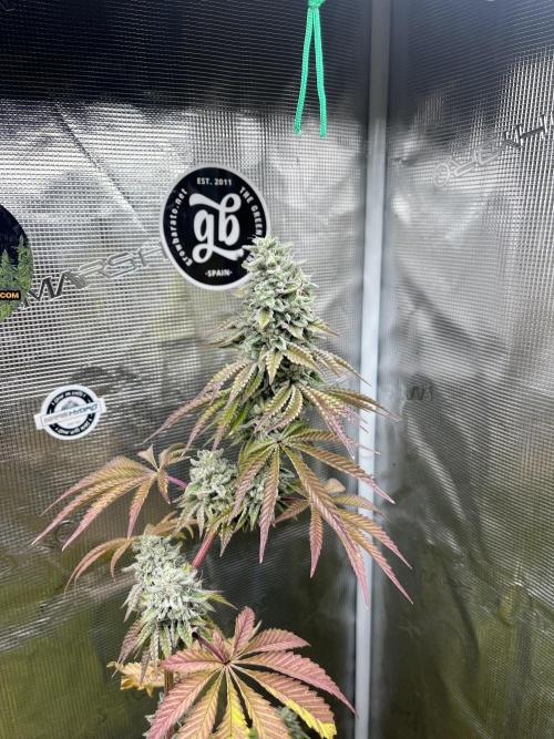Pink Sunset. Silentseeds. Week 14