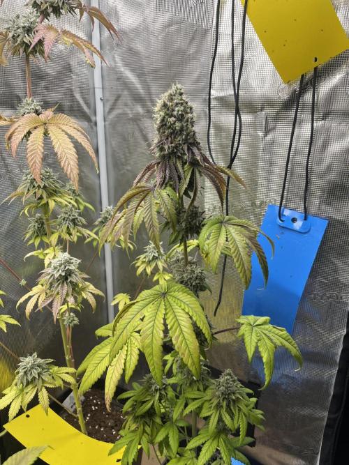 Pink Sunset. Silentseeds. Week 14