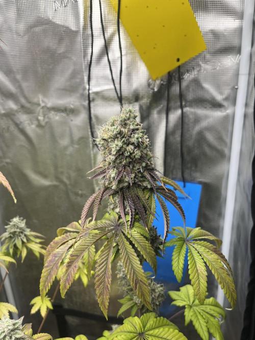Pink Sunset. Silentseeds. Week 14