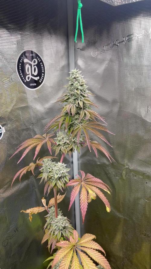 Pink Sunset. Silentseeds