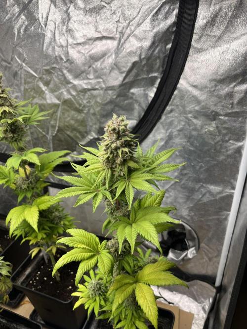Kiwi x Papaya. Mavericks Genetics. Week 14