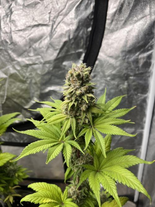 Kiwi x Papaya. Mavericks Genetics. Week 14
