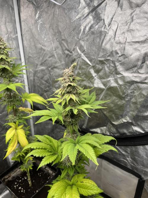 Kiwi x Papaya. Mavericks Genetics. Week 14