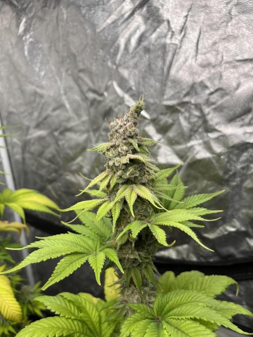 Kiwi x Papaya. Mavericks Genetics. Week 14