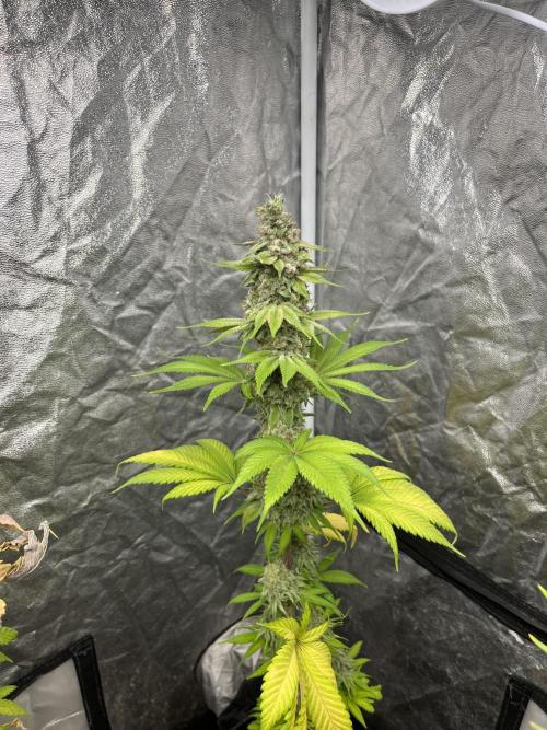 Kiwi x Papaya. Mavericks Genetics. Week 14
