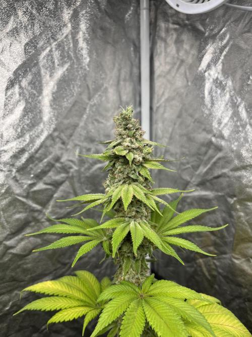 Kiwi x Papaya. Mavericks Genetics. Week 14