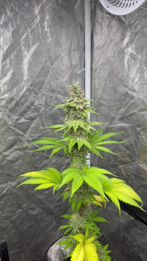Kiwi x Papaya. Mavericks Genetics