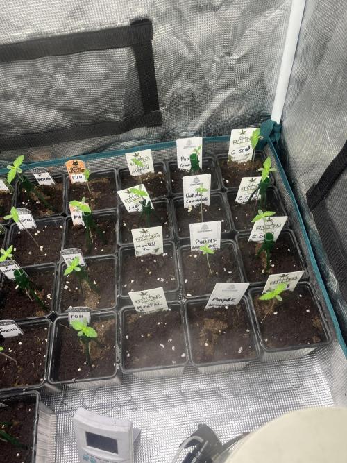 F.U.H. Seedstockers. Week 1