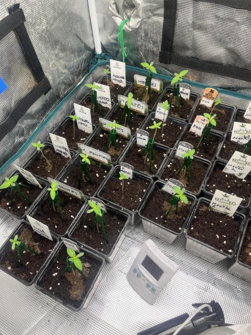 F.U.H. Seedstockers. Week 1