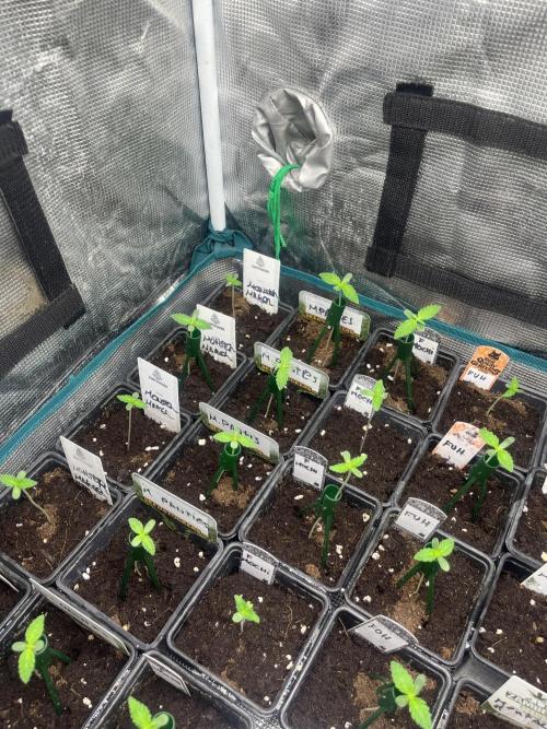 Monster Maker. Sweetseeds. Week 1