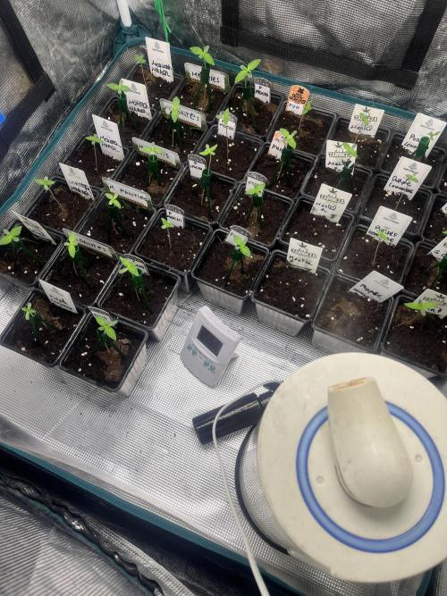 Mental Rainbow fast. Sweetseeds. Week 1