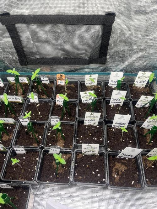 Mental Rainbow fast. Sweetseeds. Week 1