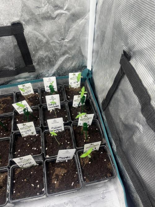 Mental Rainbow fast. Sweetseeds. Week 1