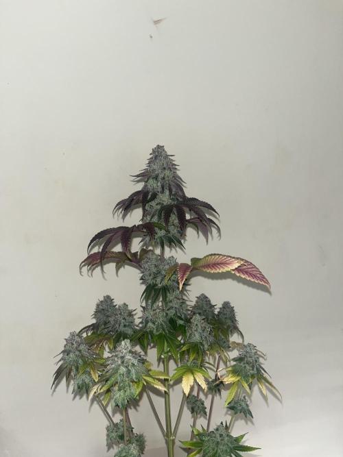 Drizl Pickl. Seedstockers. Week 15