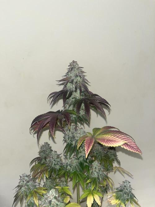Drizl Pickl. Seedstockers. Week 15