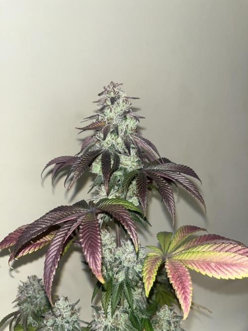 Drizl Pickl. Seedstockers. Week 15