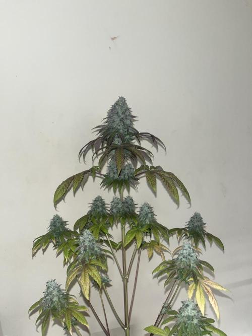 Drizl Pickl. Seedstockers. Week 15