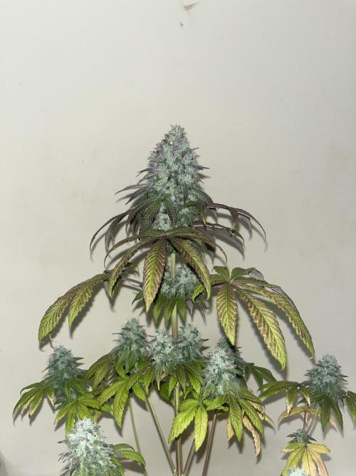 Drizl Pickl. Seedstockers. Week 15