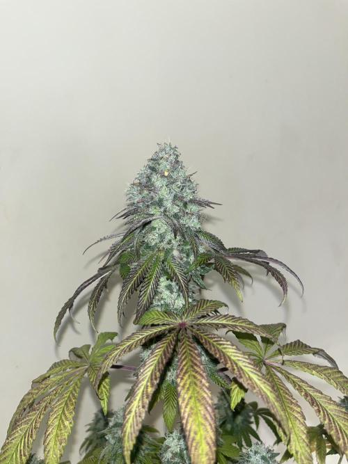 Drizl Pickl. Seedstockers. Week 15